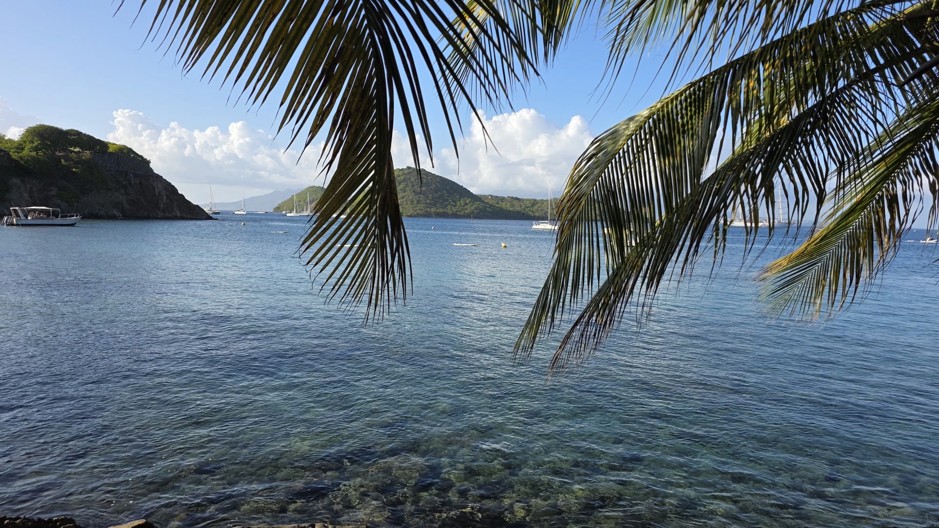 Vue panoramique de la baie de Terre-de-Haut encadrée par les palmiers
