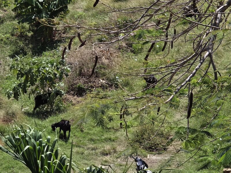 Collines verdoyantes de Terre-de-Haut