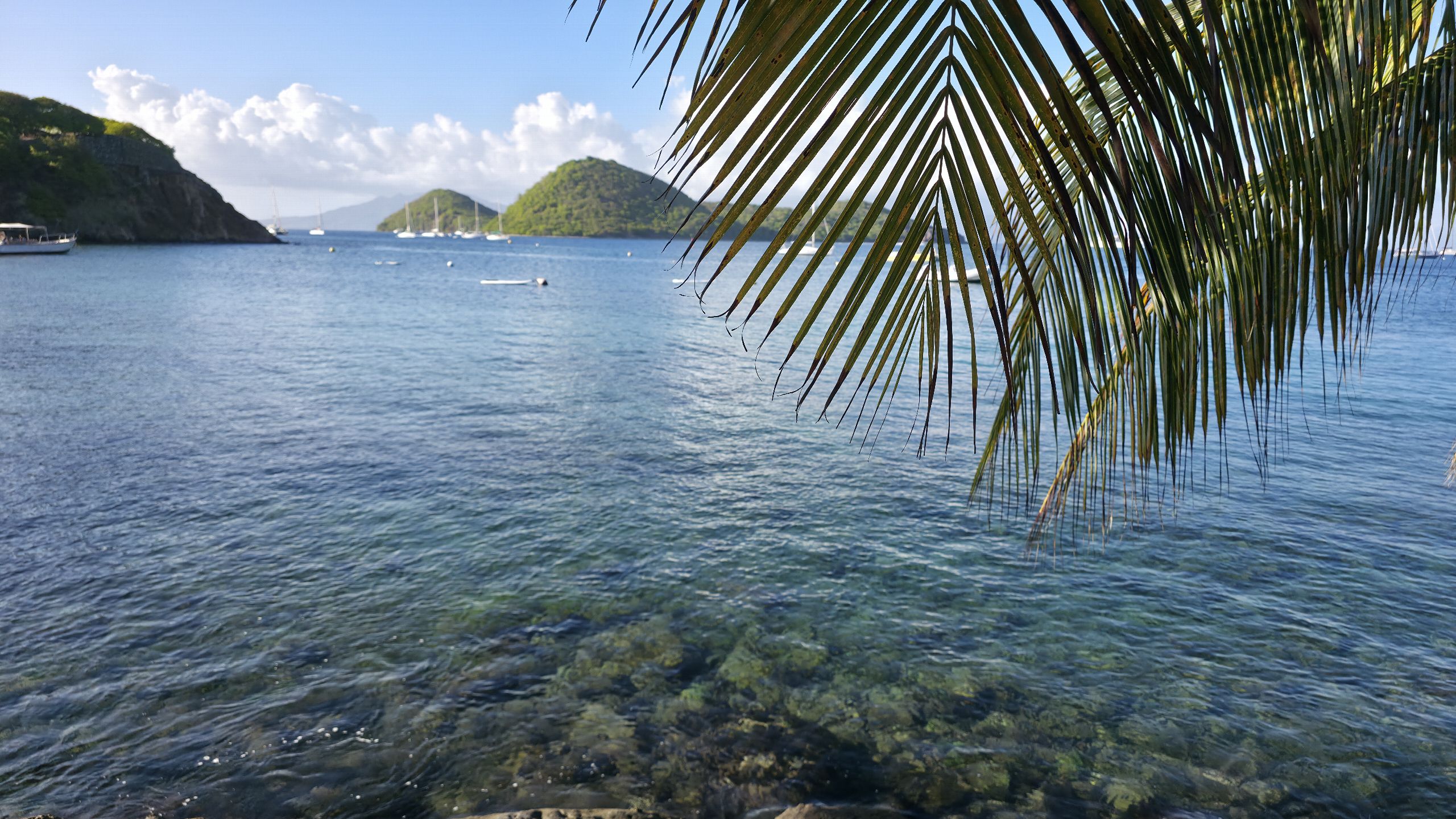 Fonds marins visibles sous une eau turquoise, palmes en surplomb