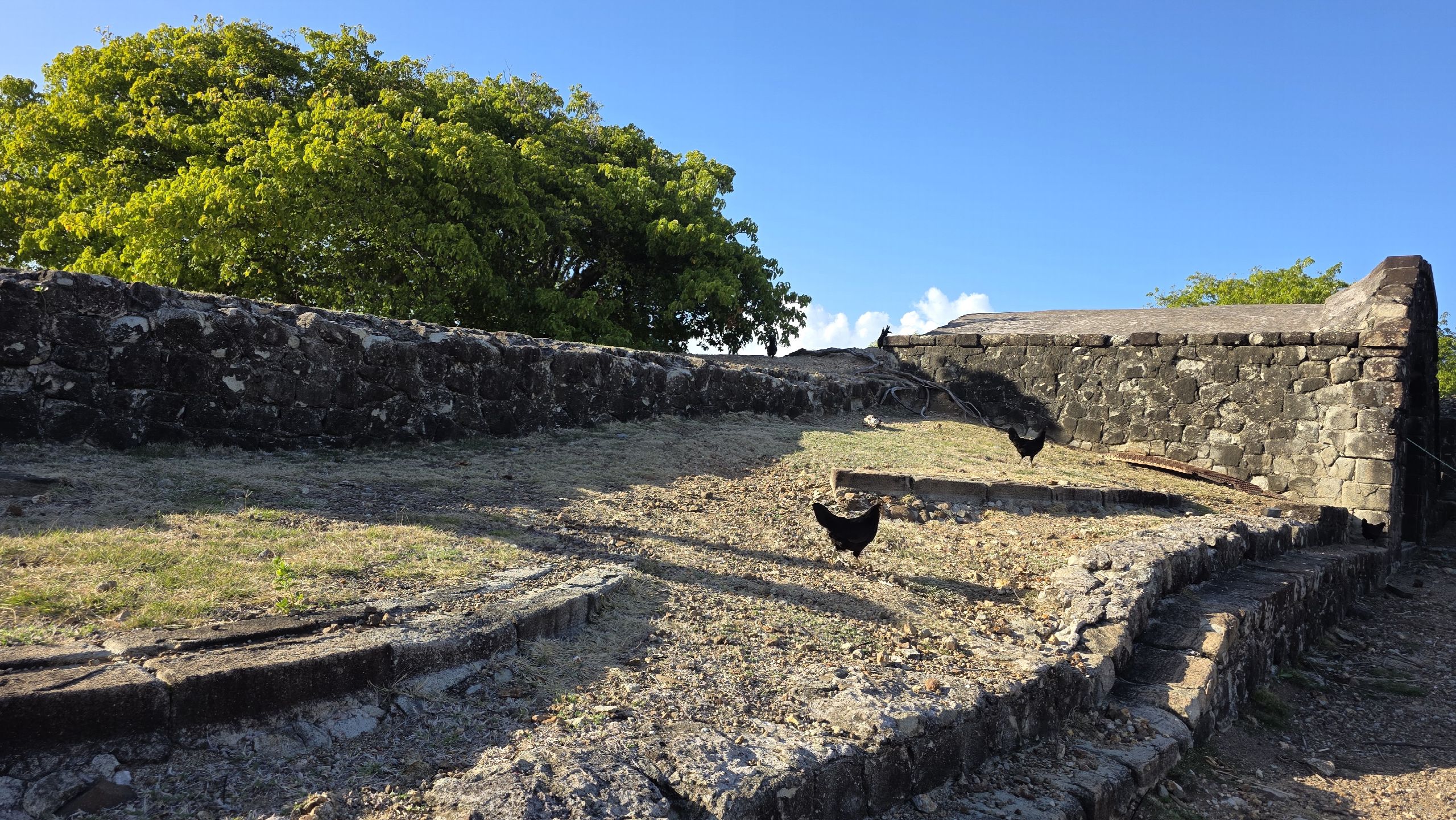 Murs de pierre sèche du Fort Napoléon, poules picorant dans l'enceinte