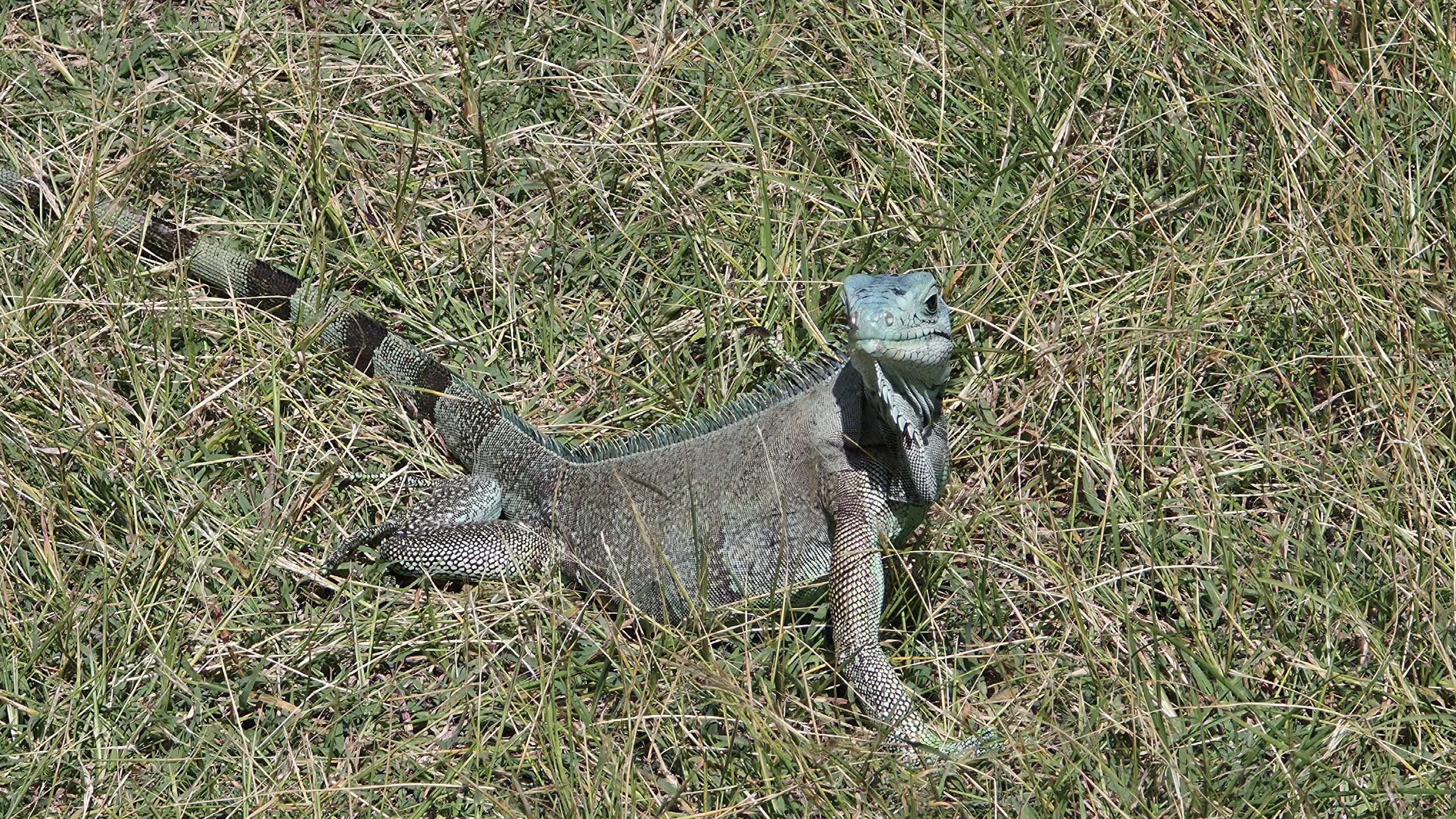 Iguane des Petites Antilles immobile dans l'herbe