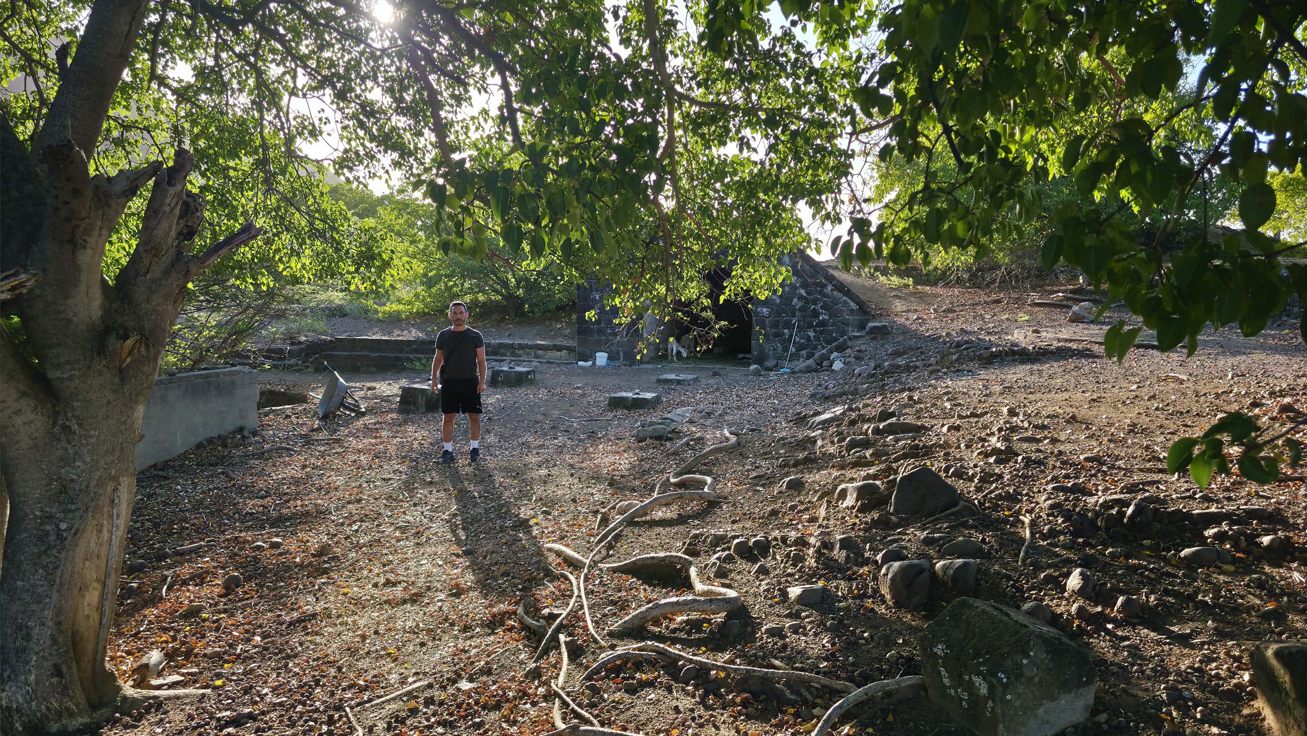 Sous-bois sec et racines noueuses le long d'un sentier de l'île